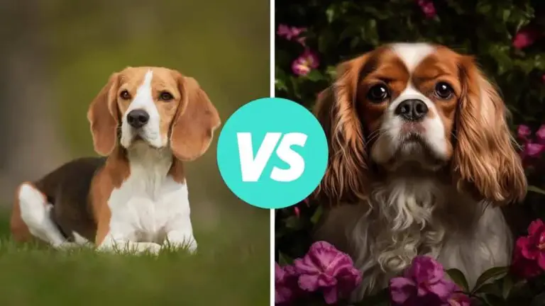 beagle vs cavalier king charles spaniel
