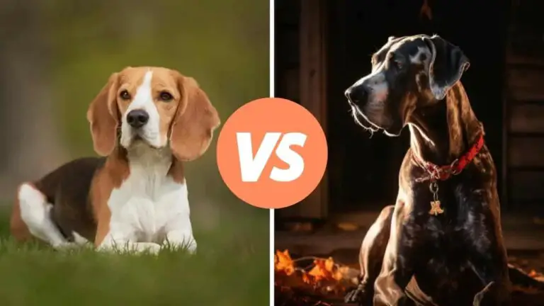 beagle vs great dane