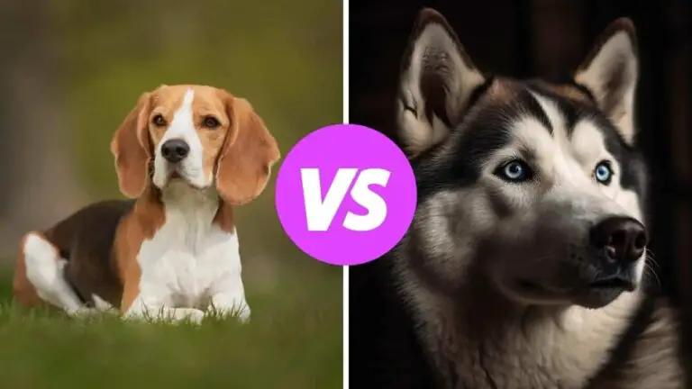 beagle vs siberian husky