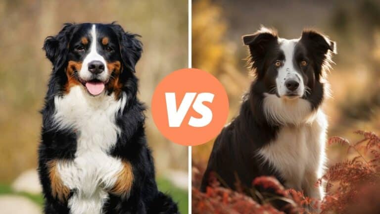 bernese mountain dog vs border collie