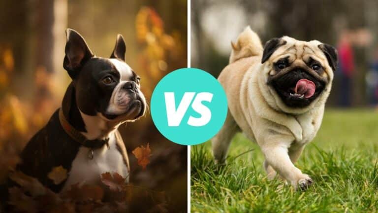 boston terrier vs pug