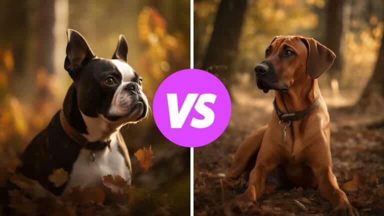 boston terrier vs rhodesian ridgeback