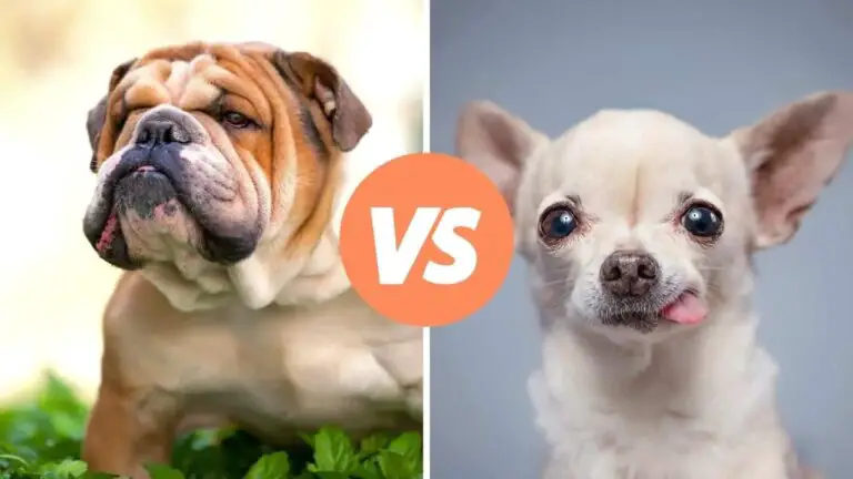 bulldog vs chihuahua