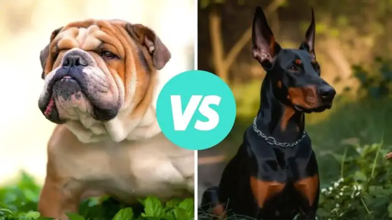 bulldog vs doberman pinscher