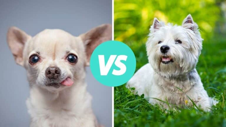 chihuahua vs west highland white terrier