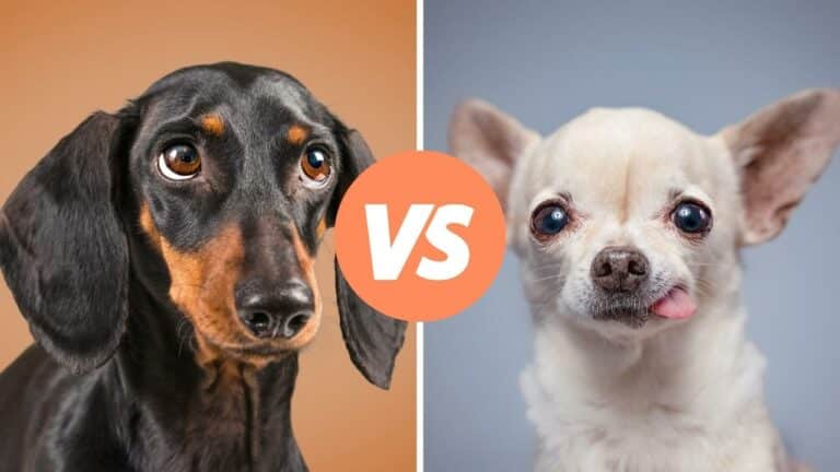 dachshund vs chihuahua
