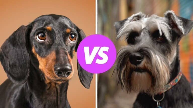 dachshund vs miniature schnauzer