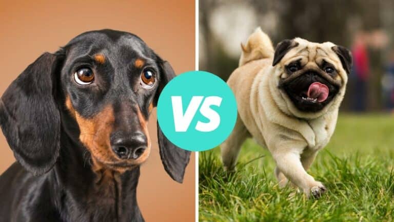 dachshund vs pug