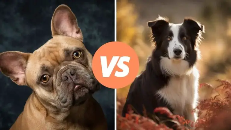 french bulldog vs border collie