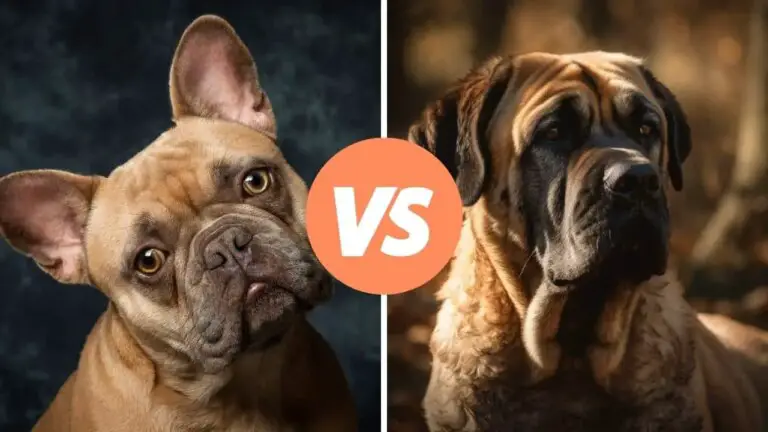 french bulldog vs mastiff