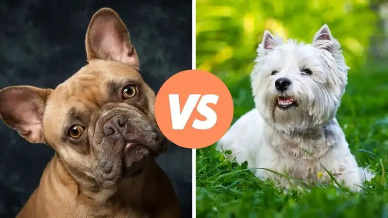 french bulldog vs west highland white terrier