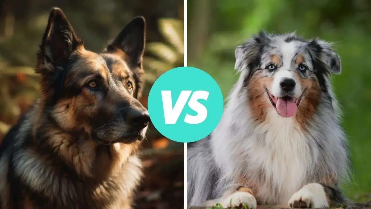 POLL: German Shepherd vs Australian Shepherd - Which is Better?