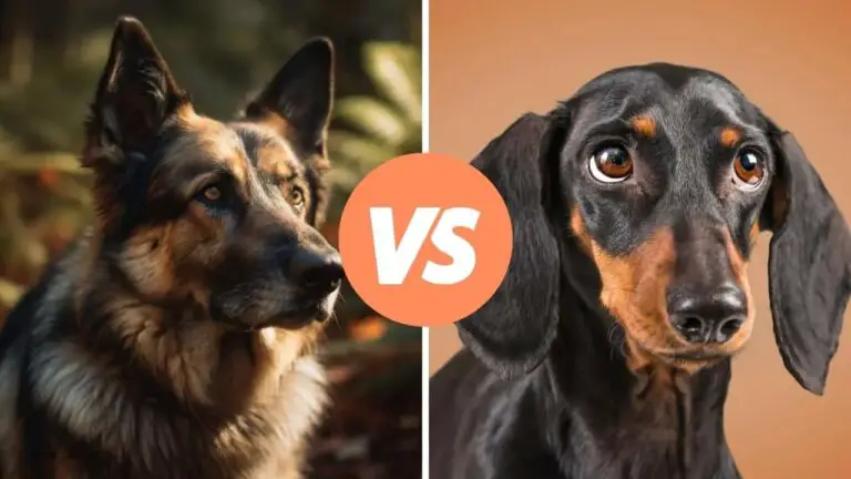 german shepherd vs dachshund