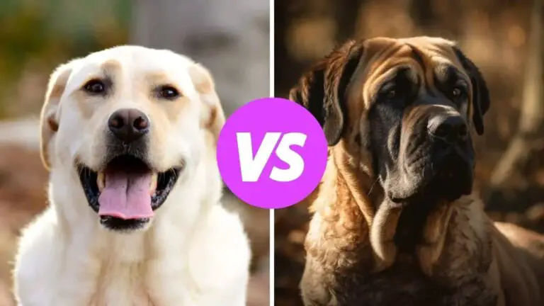 labrador retriever vs mastiff