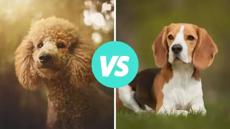 poodle vs beagle