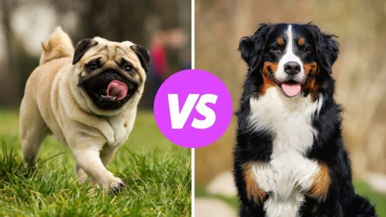 pug vs bernese mountain dog