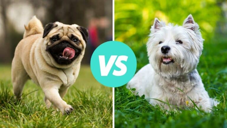 pug vs west highland white terrier